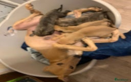 Lurcher dogs for sale: Family friendly pups - Image 6