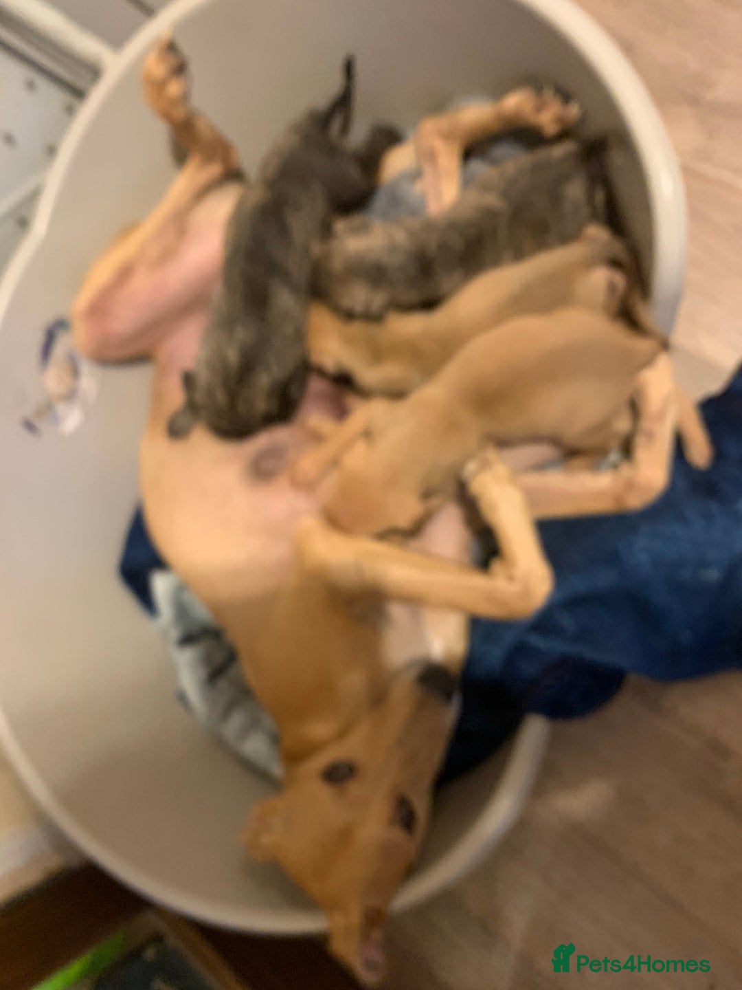 Lurcher dogs for sale: Family friendly pups - Image 6