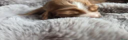 Cocker Spaniel dogs for sale: RKC SHOW COCKER SPANIEL PUPPIES EXTENSIVELY HEALTH - Advert 8