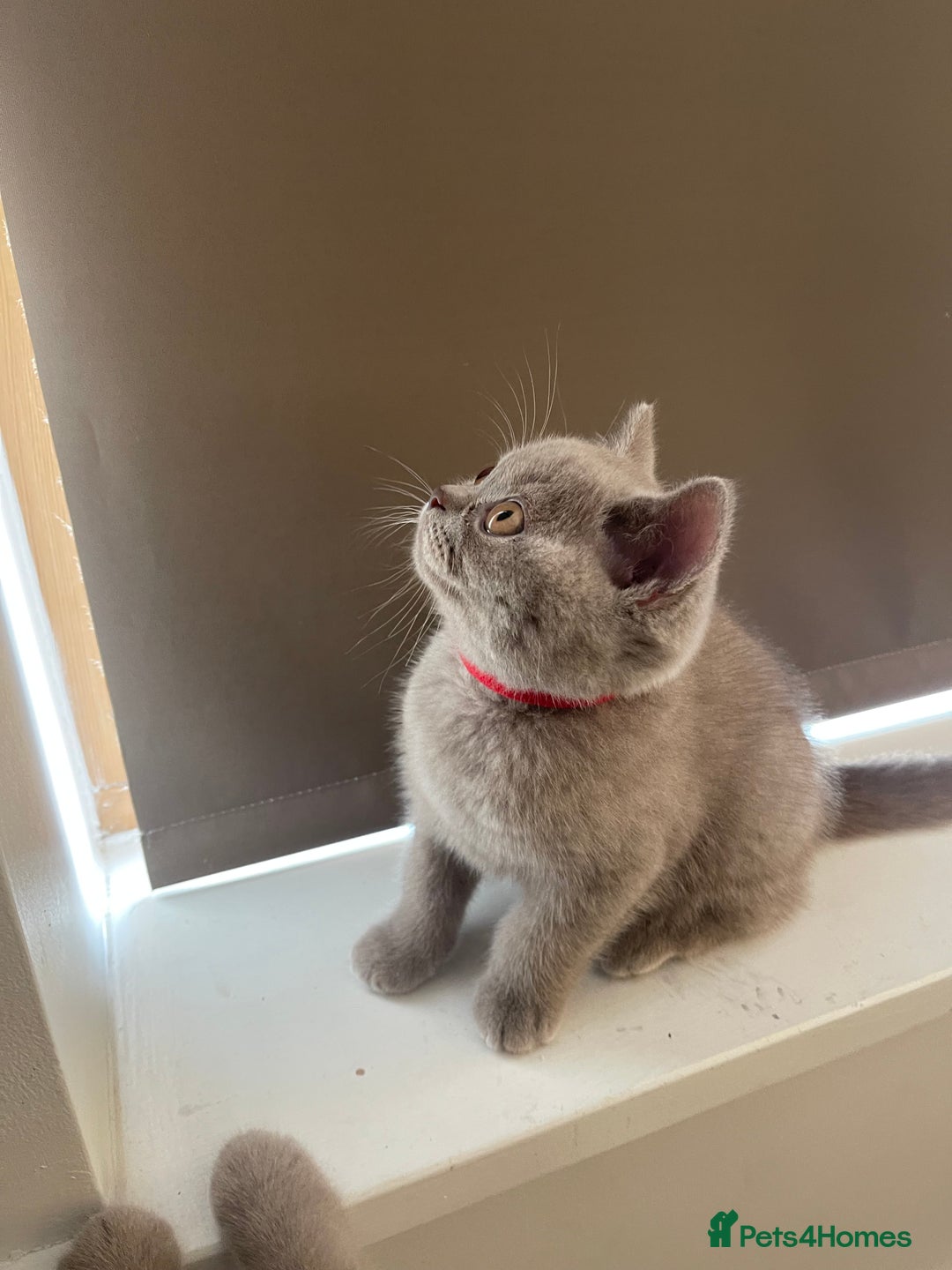 British Shorthair cats for sale: British Shorthair, Ready to be rehomed - Advert 15