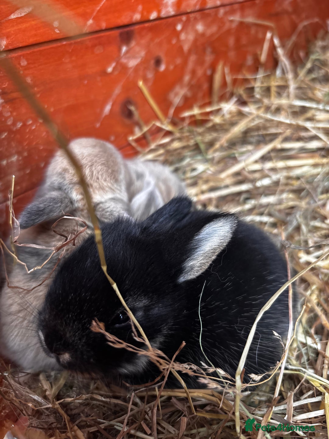 English Lop rabbits for sale: Beautiful mix of colours - Image 3