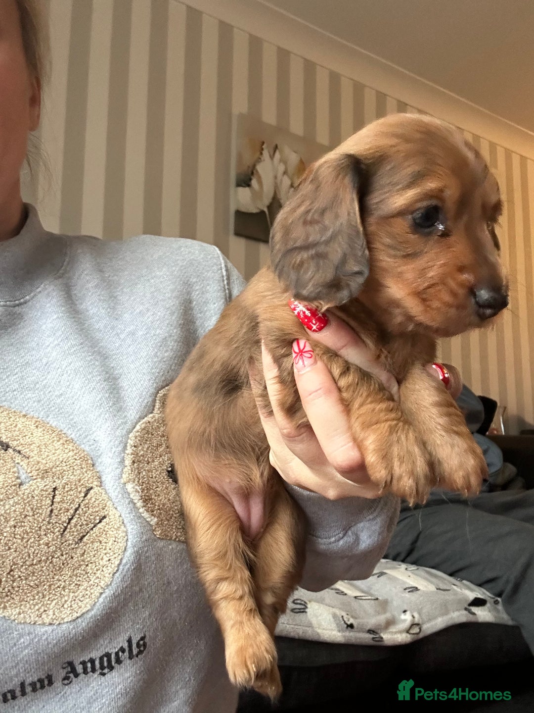 Miniature Dachshund dogs for sale: Miniature Dachounds  - Advert 16
