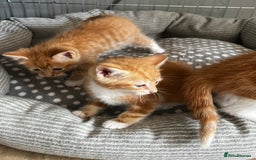 Mixed Breed cats for sale: 3 ginger kittens 🐈 - Image 7