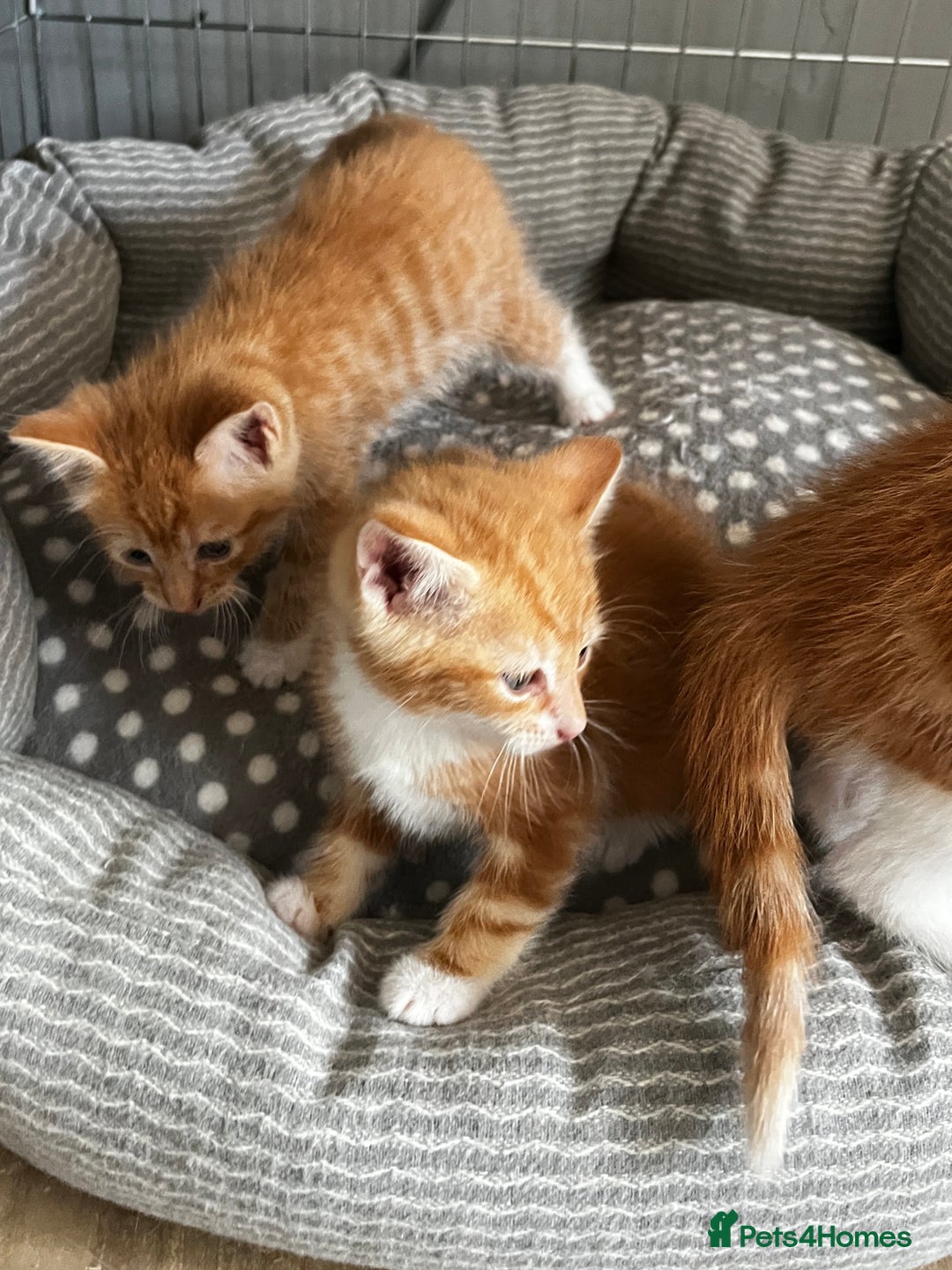 Mixed Breed cats for sale: 3 ginger kittens 🐈 - Image 7