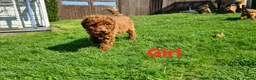 Miniature Poodle dogs for sale: Pure KC miniature poodles ready now! - Advert 4
