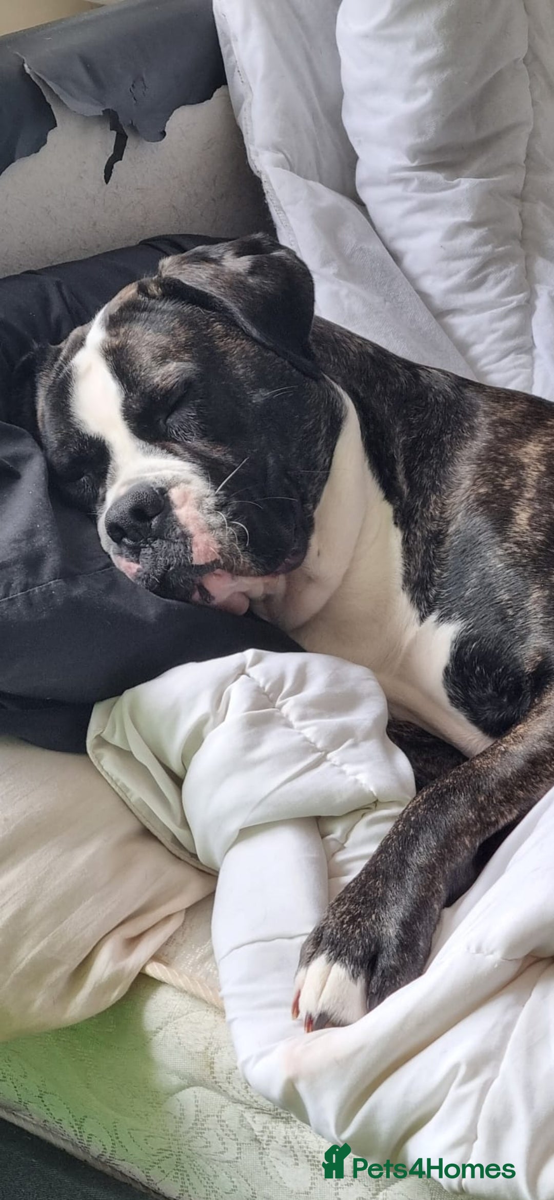 Cane Corso dogs for stud: Wanting a stud for my girl Kali - Image 6
