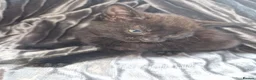 Mixed Breed cats for sale: Kittens for sale - Advert 3