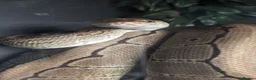 Python Snake reptiles for sale: Lovely royal python with viv for sale  - Advert 2