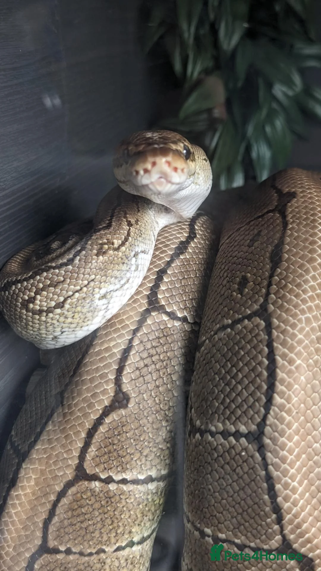 Python Snake reptiles for sale: Lovely royal python with viv for sale  - Advert 2