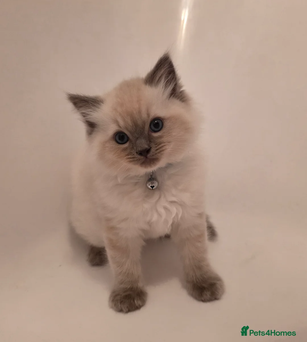 Ragdoll cats for sale: Pure Ragdoll Kittens  - Advert 9