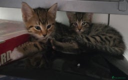 Mixed Breed cats for sale: 5 Kittens for sale - Image 40