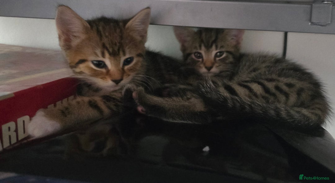 Mixed Breed cats for sale: 5 Kittens for sale - Image 40