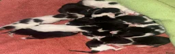 Mixed Breed cats for sale: Ivy's 12 little kittens are ready for a new home! - Advert 12