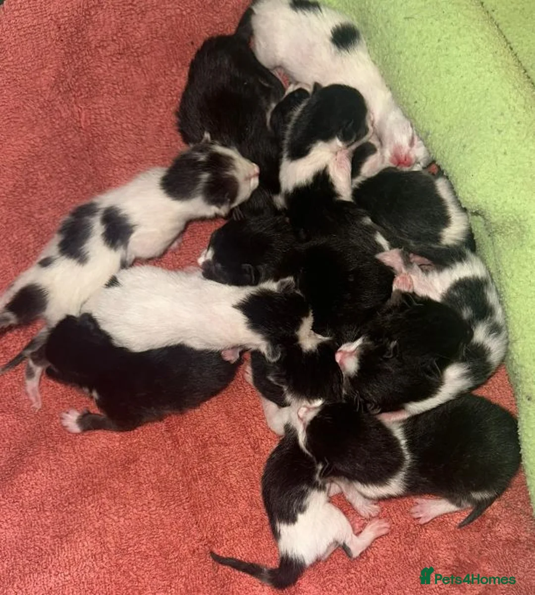 Mixed Breed cats for sale: Ivy's 12 little kittens are ready for a new home! - Advert 12