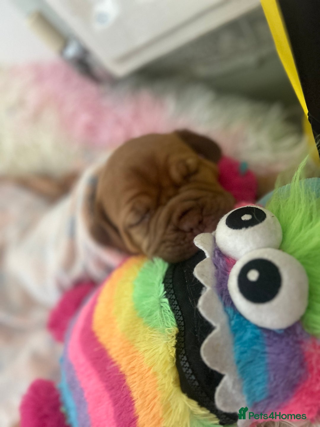 Dogue De Bordeaux dogs for sale: 2 BITCHES!LEFTFULL PEDIGREE 🦁 dogue de Bordeaux  - Advert 32