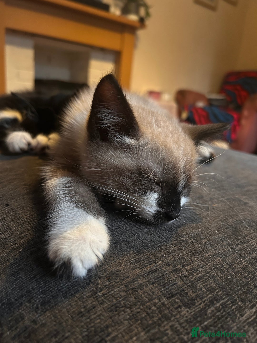 Ragdoll cats for sale: Ragdoll cross breed  - Image 3
