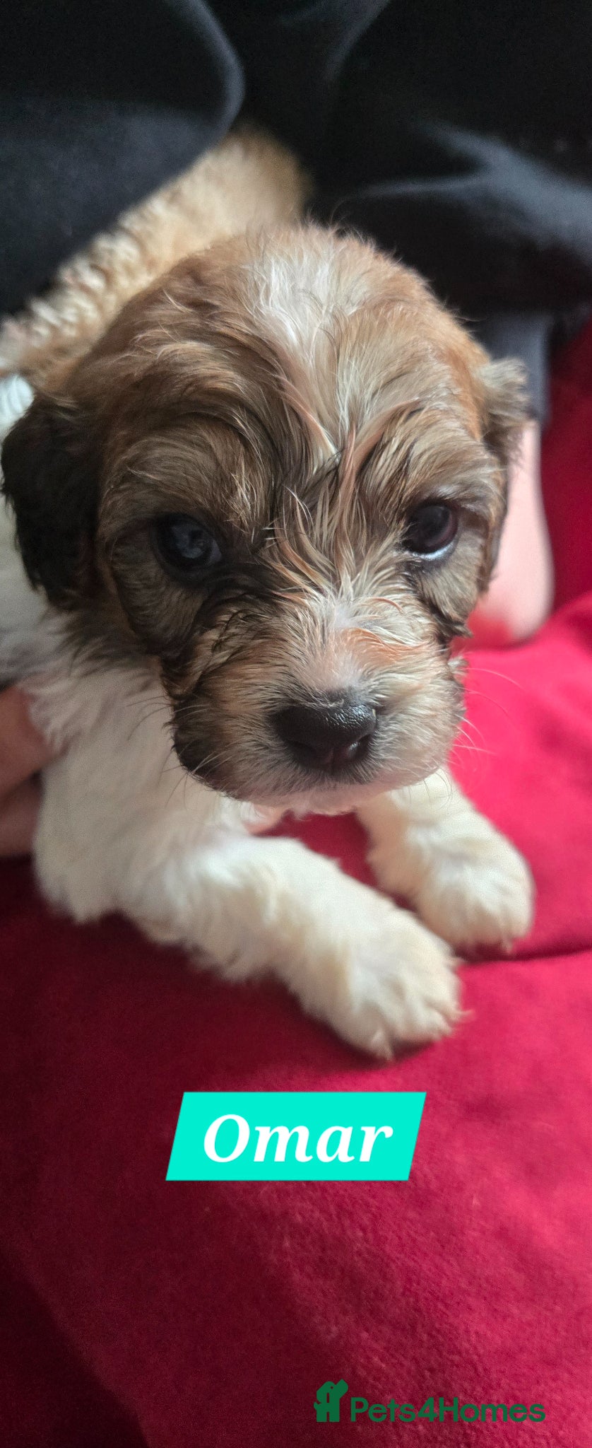 Cavachon dogs Gorgeous Cavachon puppies - Advert 1