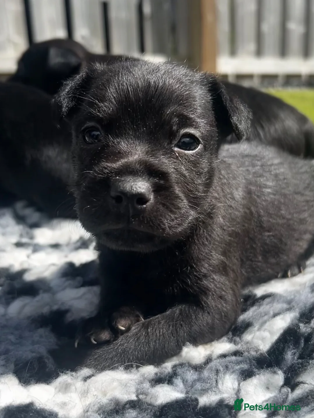 Patterdale Terrier dogs for sale: Patterdale Puppies For Sale - Advert 2
