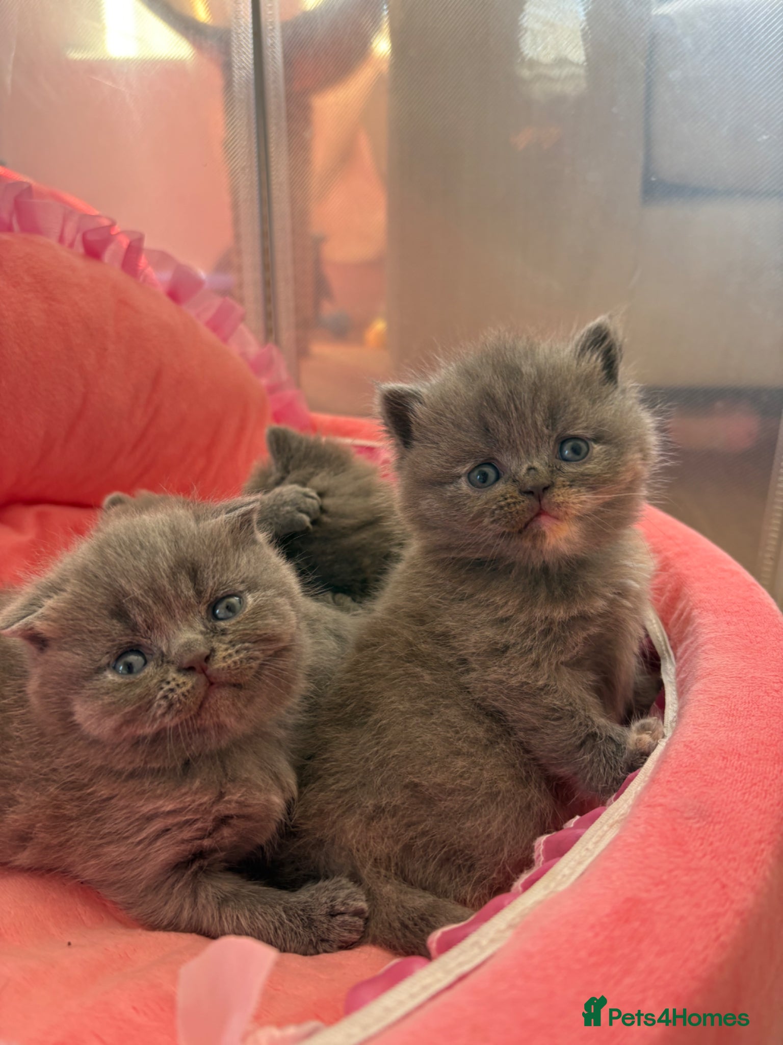 British Shorthair cats 🐻Beautiful bsh/scottish fold little bears 🐻  - Advert 18