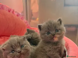 British Shorthair cats 🐻Beautiful bsh/scottish fold little bears 🐻 - Advert 18