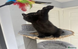 British Shorthair cats for sale: Gccf pedigree black little boy  - Image 9