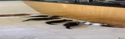 Mixed Breed cats for sale: Cutest kittens are looking for a new home - Advert 5