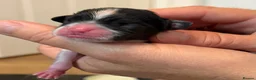 Papillon dogs for sale: Stunning, KC registered Papillon Puppies - Advert 19