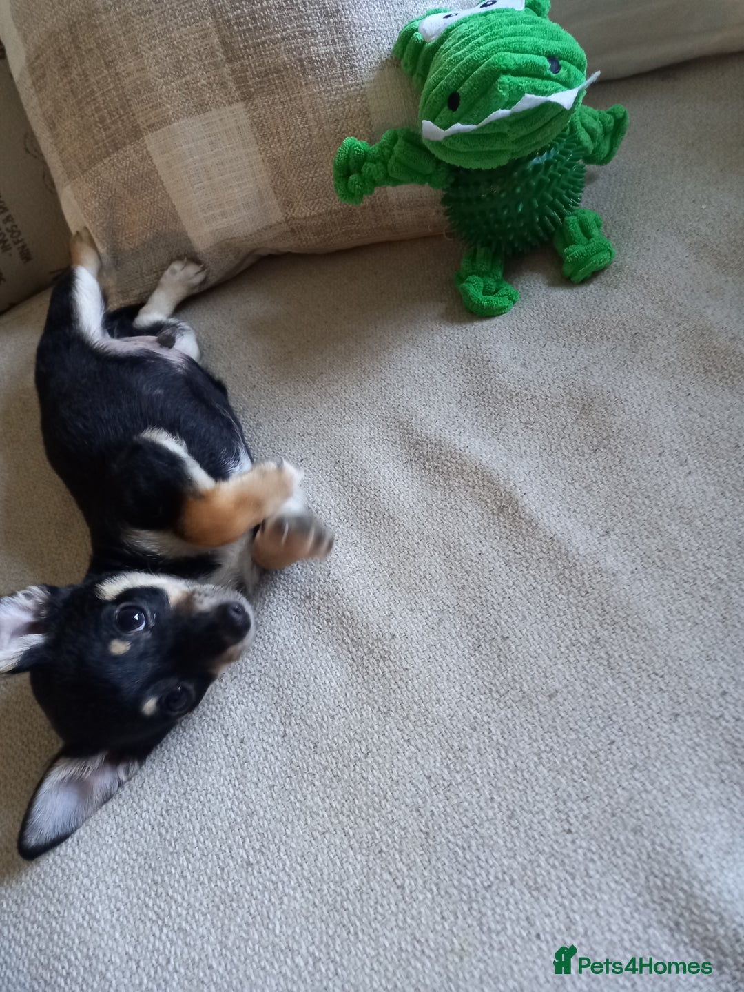 Jack Russell dogs for sale: Beautiful Jack russell puppy ( last one) - Image 7