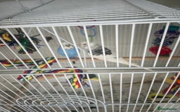 Budgerigars birds for sale: Cute pair - Image 1