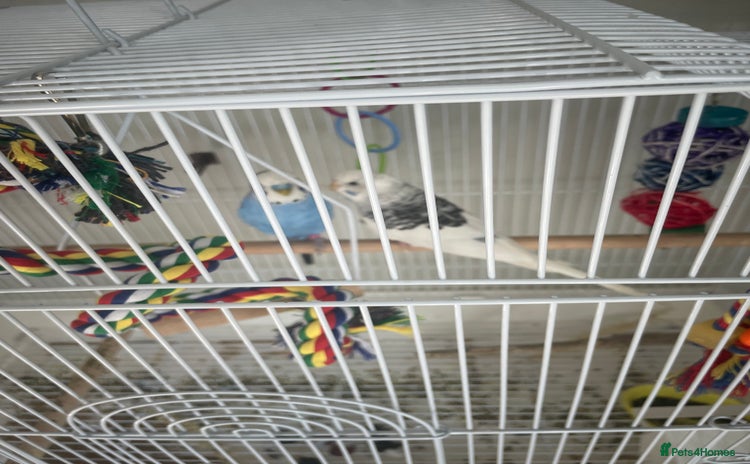 Budgerigars birds - Advert 3
