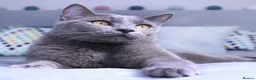 Russian Blue cats for sale: Blue Russian Babies Ready For Forever Homes - Advert 1