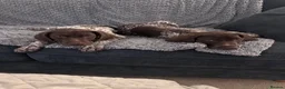 German Shorthaired Pointer dogs for sale: KC GSP boys ready for their forever homes ❤️ - Advert 7