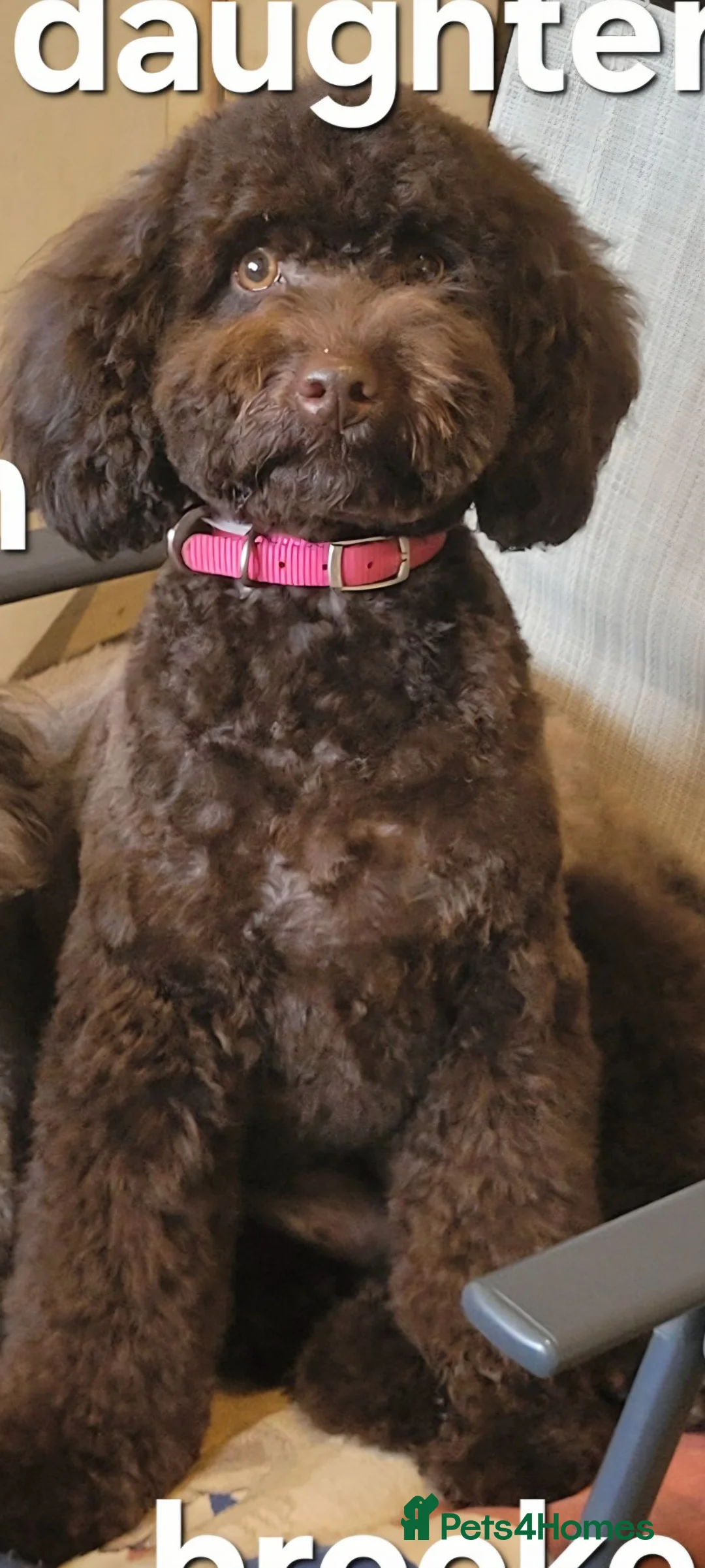 Mixed Breed dogs for sale: Double doodle puppies - Advert 1