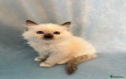 Ragdoll cats for sale: Sapphire's Ragdolls - Image 34