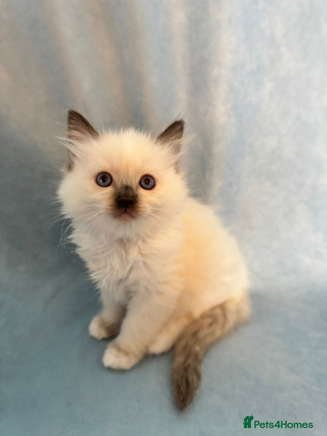 Ragdoll cats for sale: Sapphire's Ragdolls - Image 34