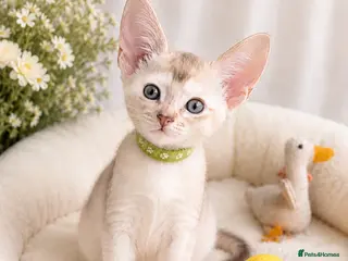 Abyssinian cats 🏆✨ CHAMPION Silver Cinnamon Abyssinian ✨🏆❤️ - Advert 3