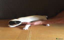 Parson Russell dogs for sale: 1st Amazing Litter - Image 9