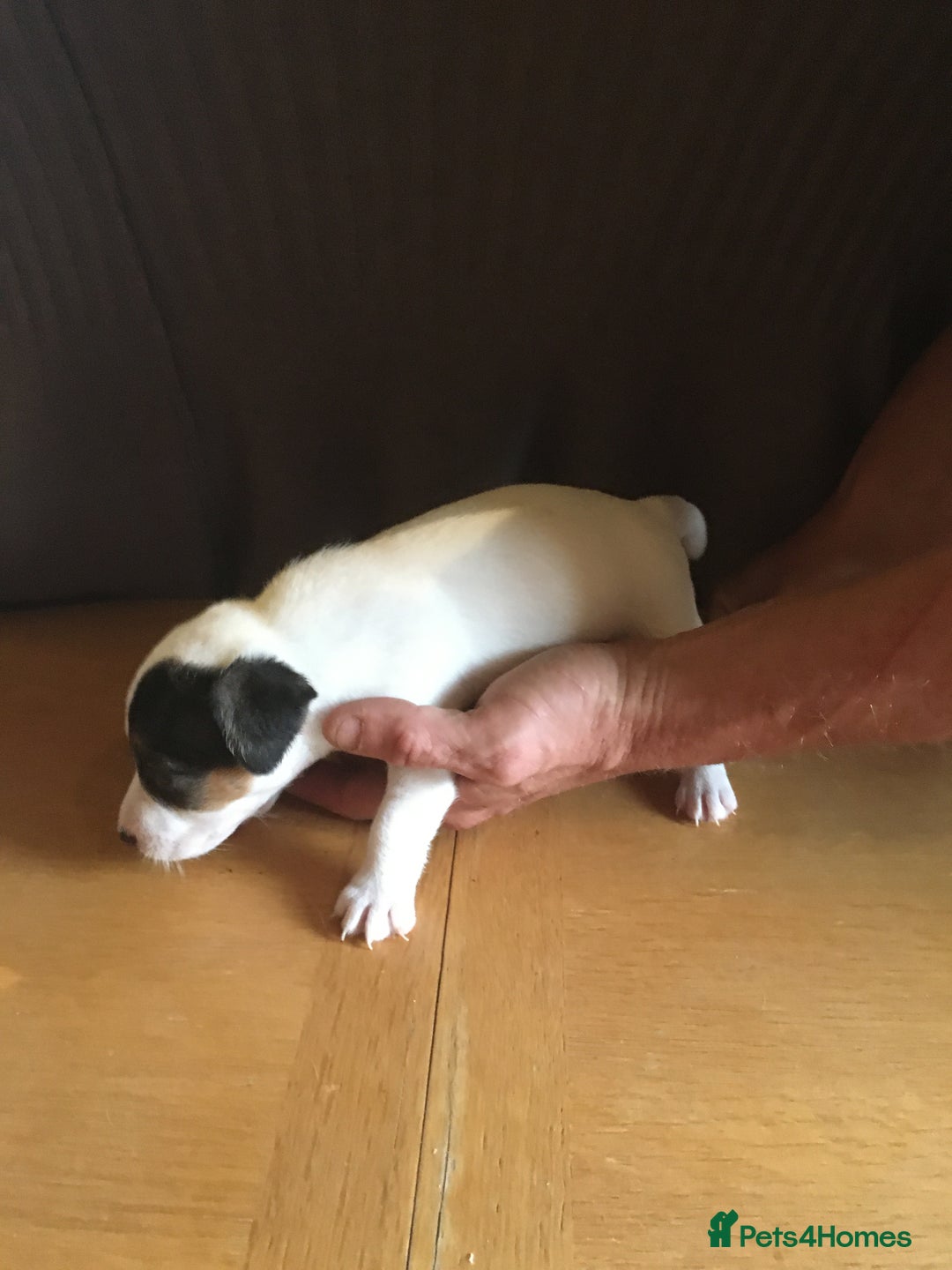 Parson Russell dogs for sale: 1st Amazing Litter - Image 9