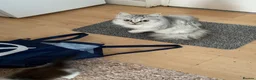 Persian cats for sale: Pretty playful friendly kittens - Advert 6