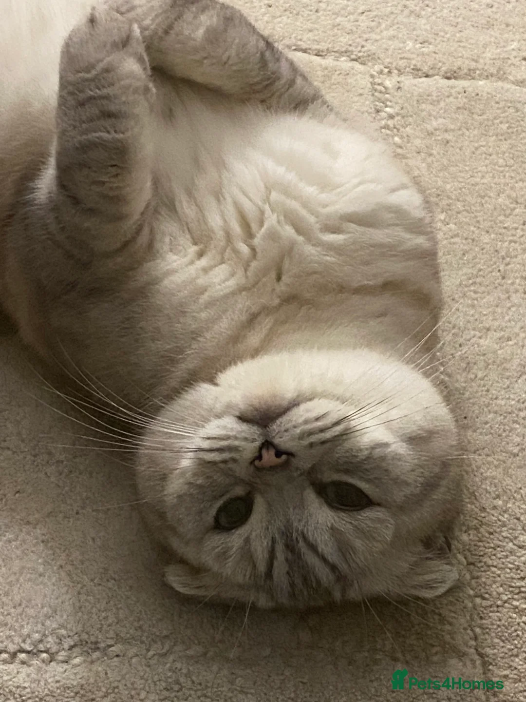 Scottish Fold cats for sale: Scottish Folded Ear  - Advert 2