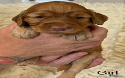 Cockapoo dogs for sale: Beautiful Merle cockapoo puppies ready 19th August - Image 11