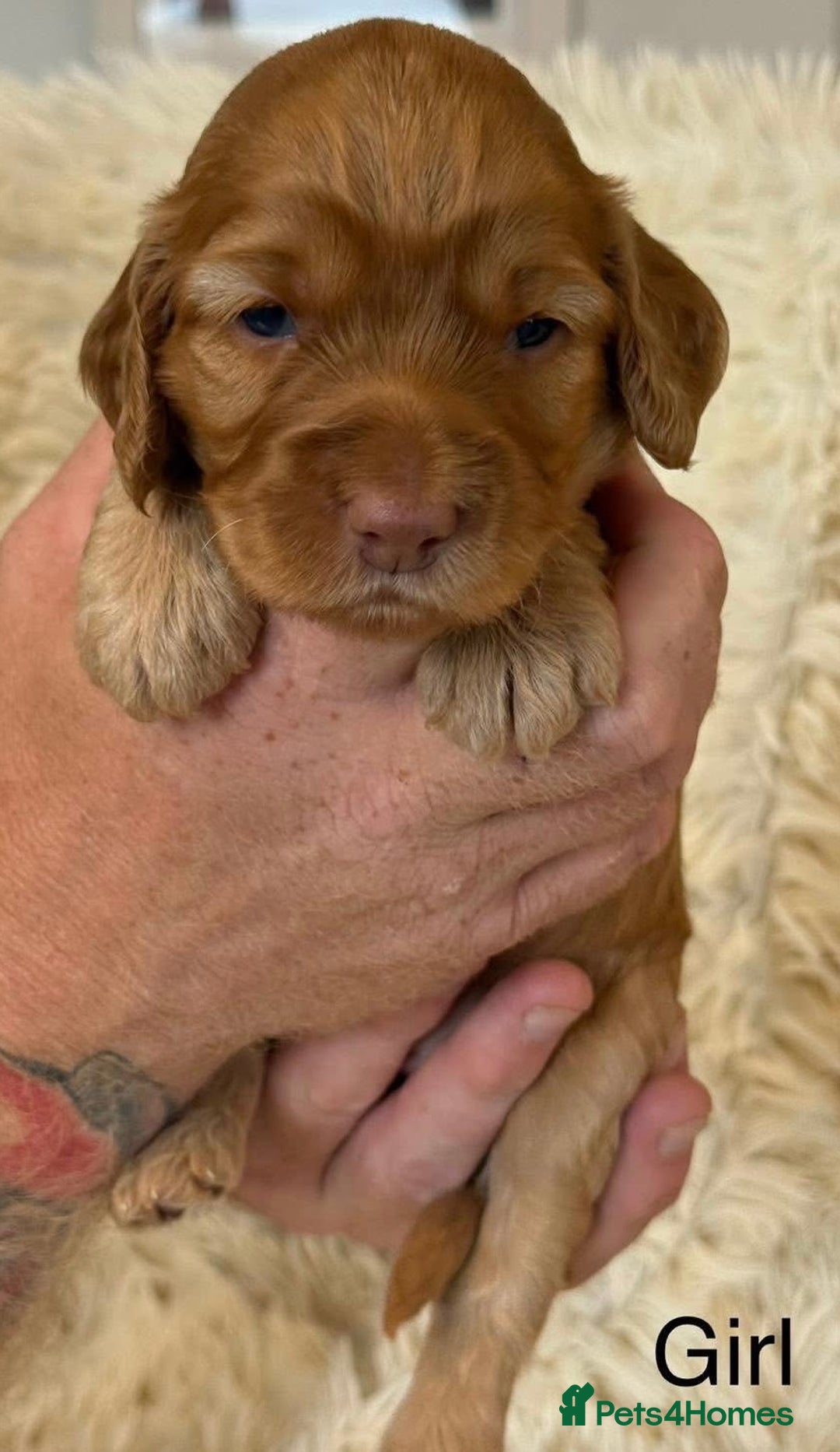 Cockapoo dogs for sale: Beautiful Merle cockapoo puppies ready 19th August - Image 11