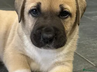 Mixed Breed dogs Kangal cross American bulldog - Advert 10
