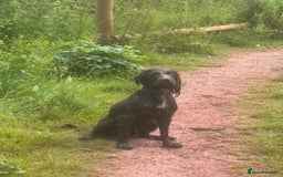 Sprocker dogs for sale: Sprocker Spaniel 17 months old  - Image 5