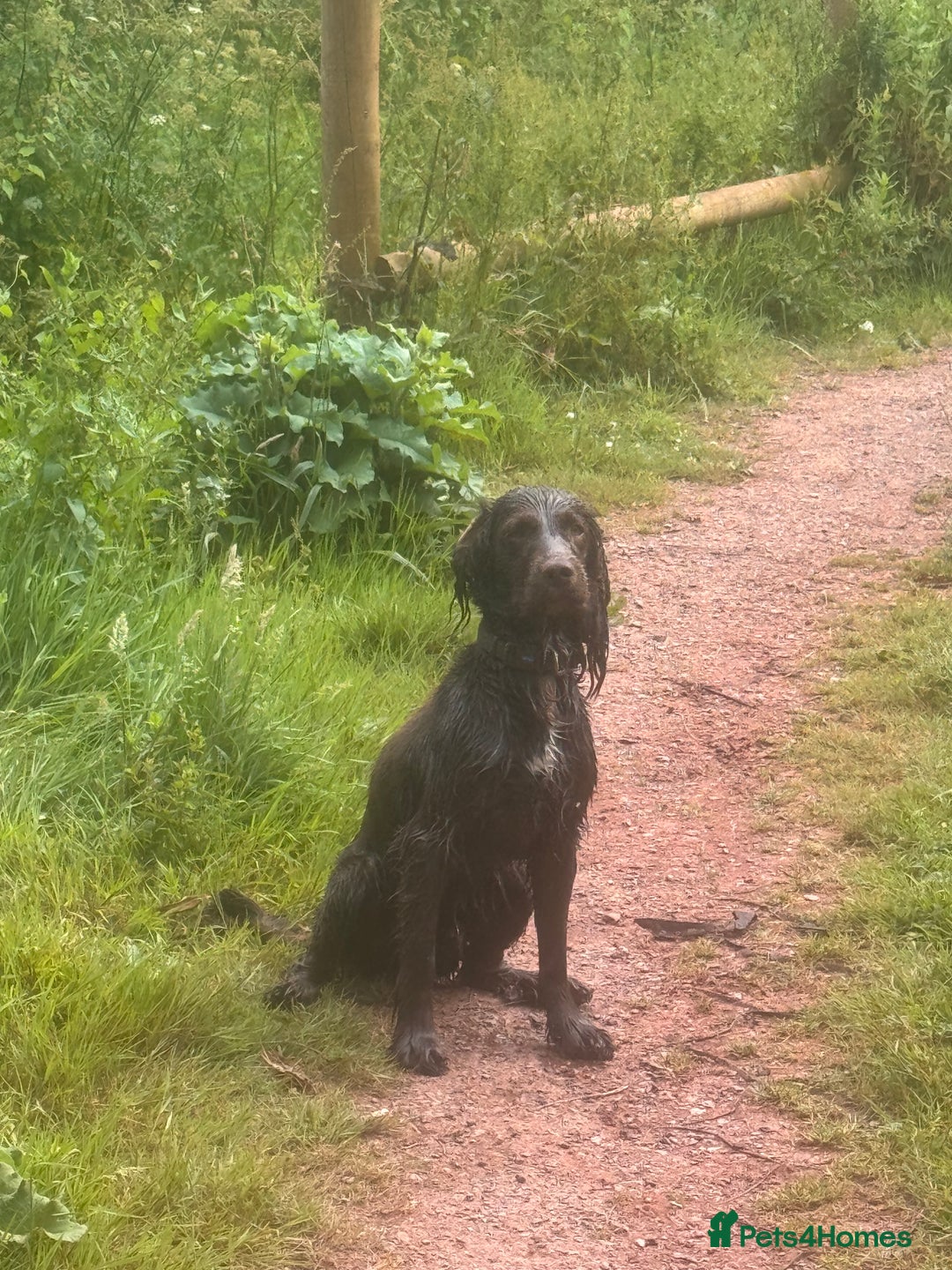 Sprocker dogs for sale: Sprocker Spaniel 17 months old  - Image 5
