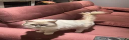 Ragdoll cats for sale: Retired GCCF Lilac Point Ragdoll Male - Advert 4