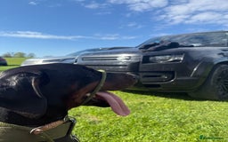 Dobermann dogs for sale: *Stunning Top/Best Bloodline Dobermanns For Sale* - Image 18
