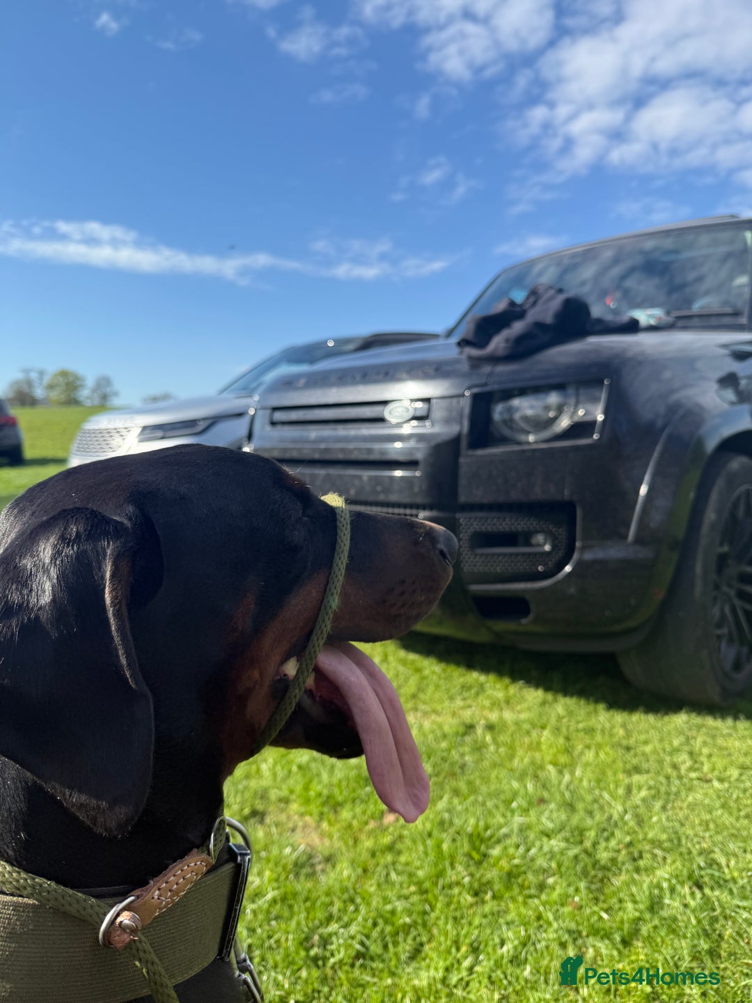 Dobermann dogs for sale: *Stunning Top/Best Bloodline Dobermanns For Sale* - Image 18