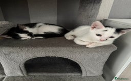 Mixed Breed cats for sale: *Ready to go* - Image 2