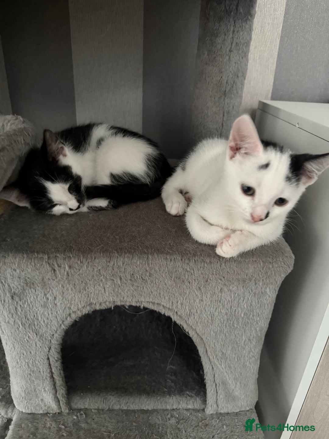 Mixed Breed cats for sale: *Ready to go* - Image 2
